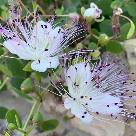 Villa Trullo Vittoria