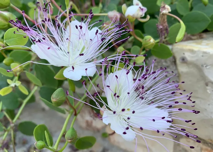 Villa Trullo Vittoria